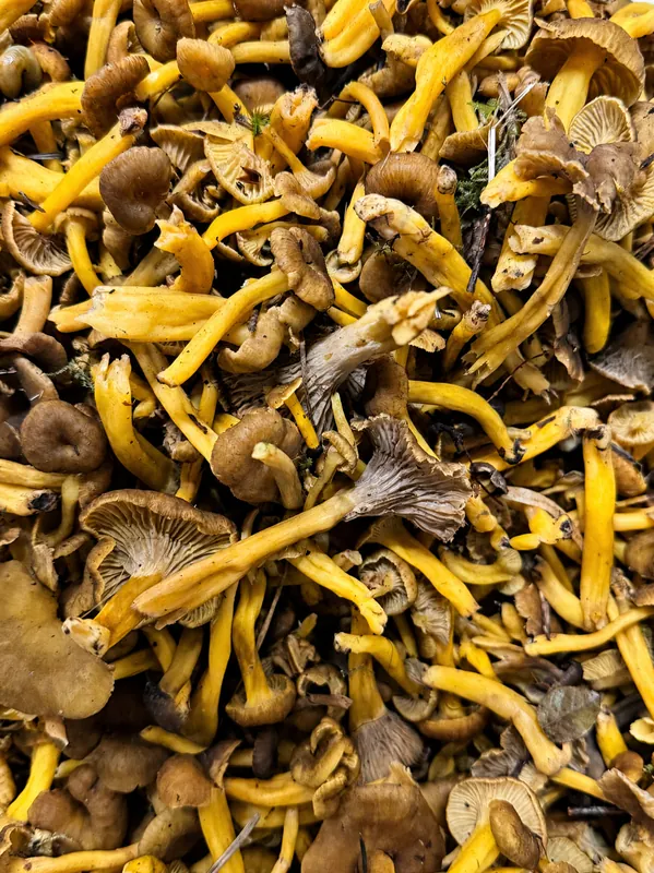 Girolles fraîches arrivées le matin