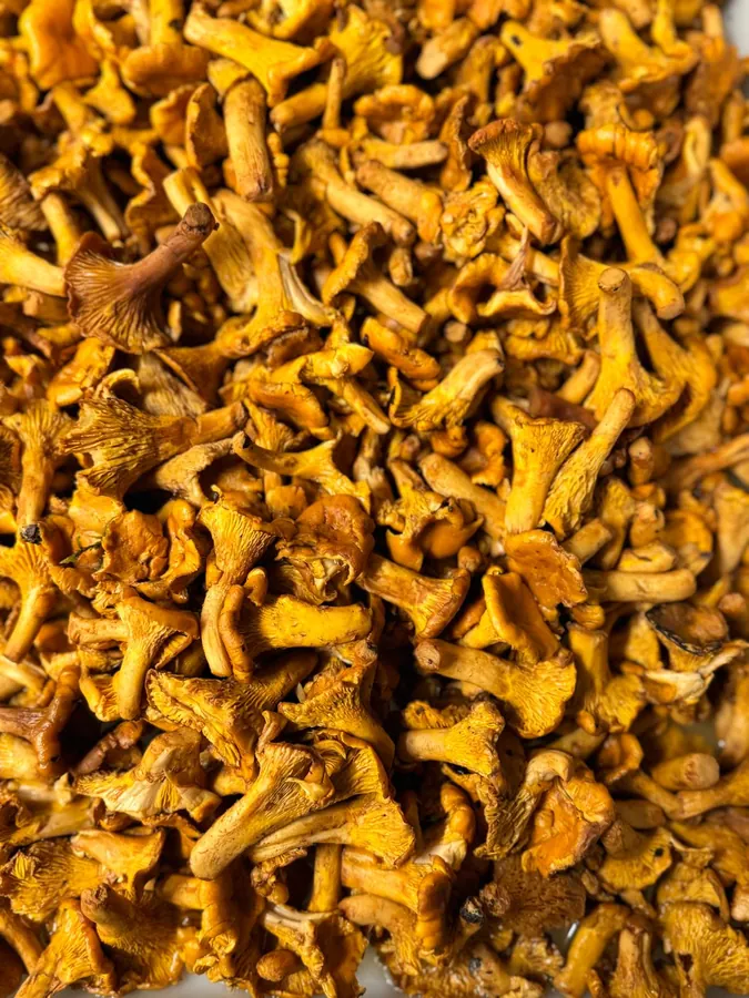 Girolles fraîches du marché