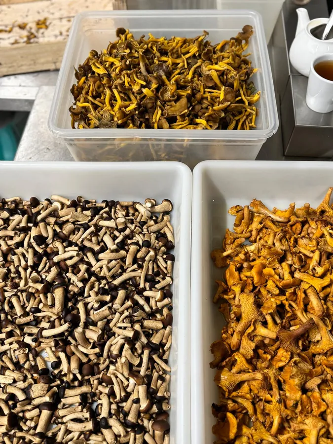 Champignons de saison triés en cuisine