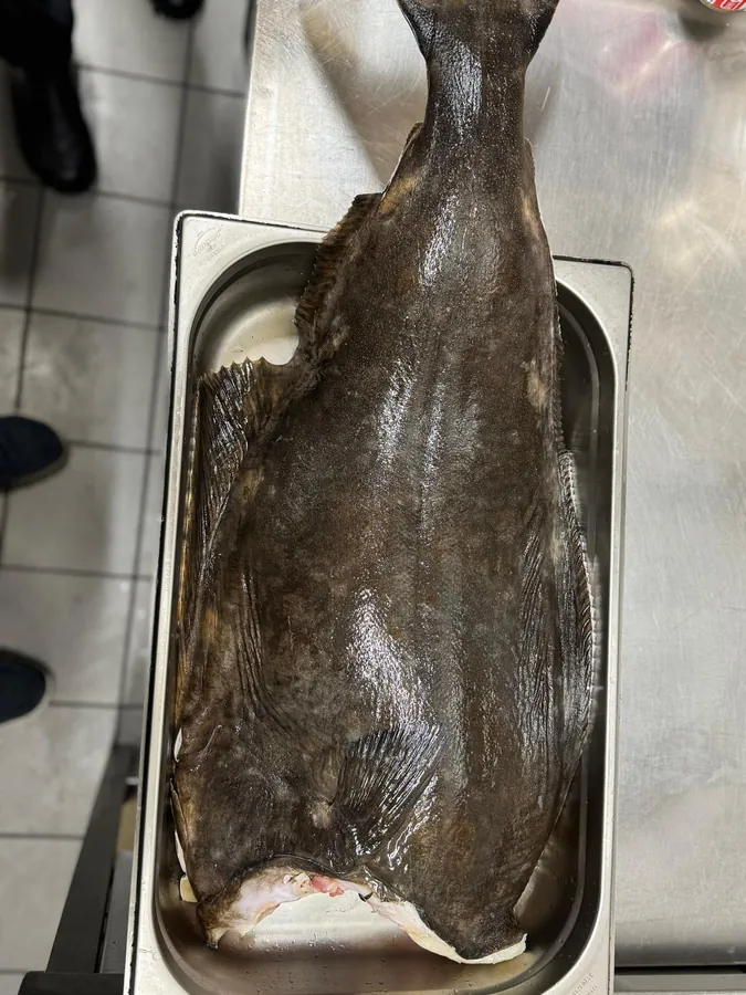 Turbot entier avant la découpe