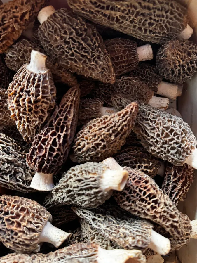 Morilles fraîches